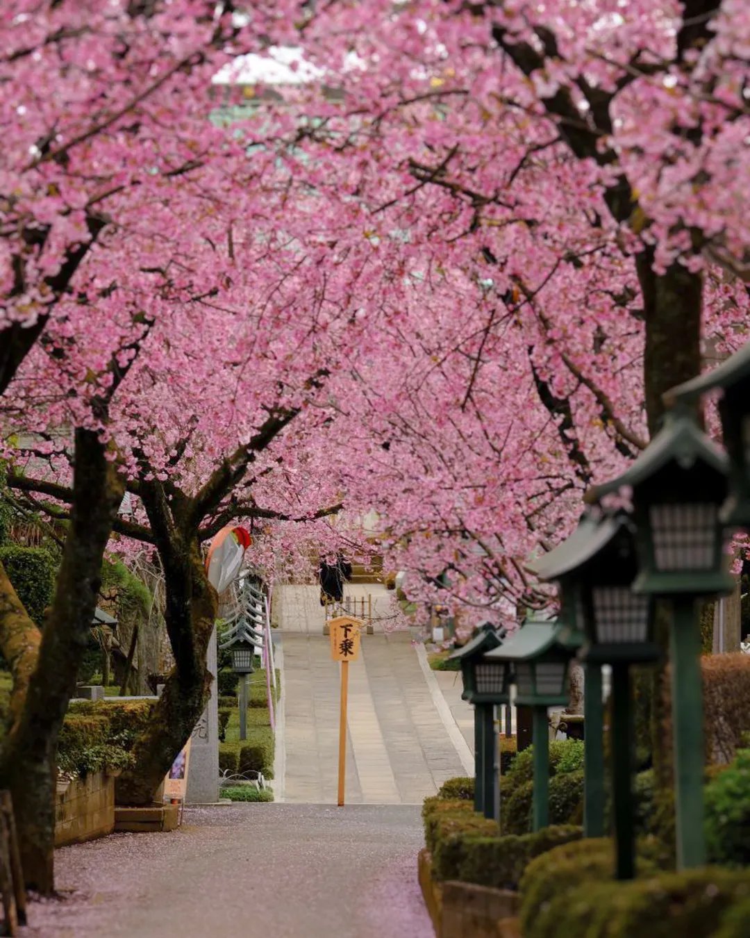 🌸 해수산 만복사 밀장원(카이주산 만푸쿠지 미츠조인) 이미지 6